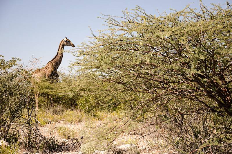 Cíl v Kapském městě má Tadeáš Šima z Prachatic téměř za rohem. Teď jede Namibií.