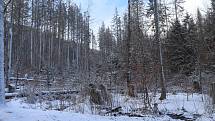 Vstup do lesů na Lenorsku je nebezpečný. Správci Národního parku Šumava proto vydali zákaz. Musejí odklidit vichřicí popadané stromy.