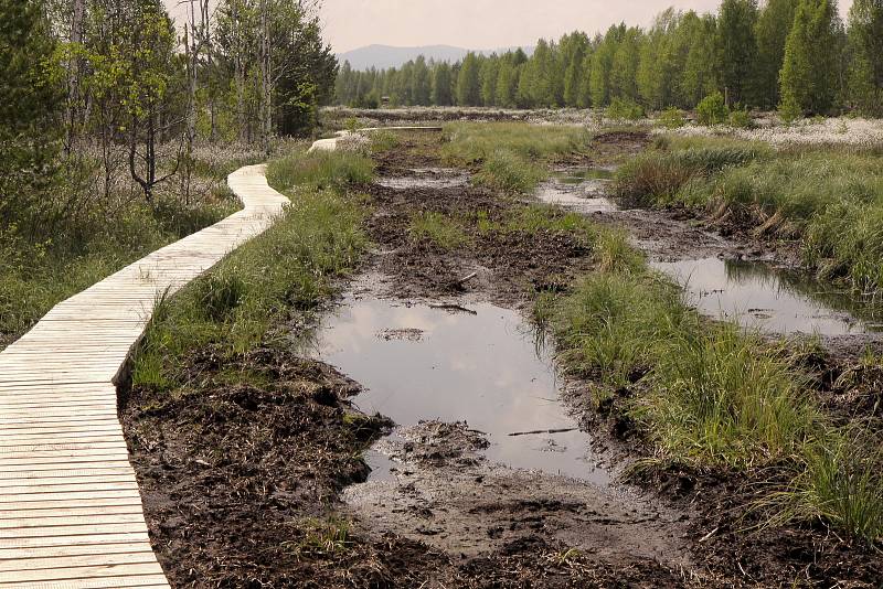 Soumarské rašeliniště, které za sebou revitalizaci už má a obnovuje se.