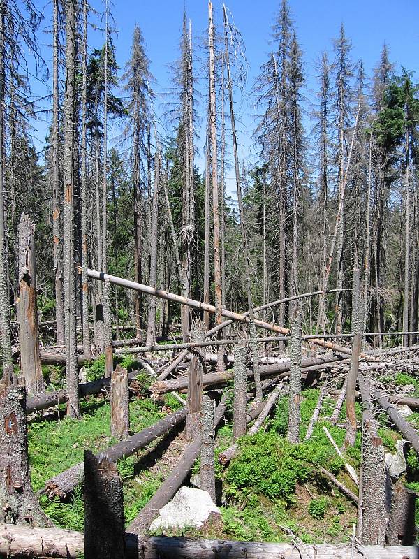 Národní park Šumava, srovnání snímků, rok 2006.