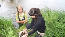 Populaci vzácného mlže v Teplé Vltavě zvyšují chovatelé uměle. Letos do řeky vypustili tisíc kusů.