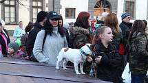 Hromadné venčení psů na prachatickém Velkém náměstí.