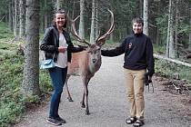 "Přišel a vůbec nebyl agresivní, jen se dával pozor na parohy. Úplné zlatíčko," popsala své setkání s jelen v jelenáriu v Kvildě na Facebooku Lenka Schnelzerová.