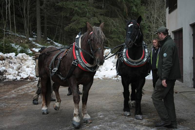 Chladnokrevné koně se snaží Správa NP a CHKO Šumava opět vrátit na Šumavu.