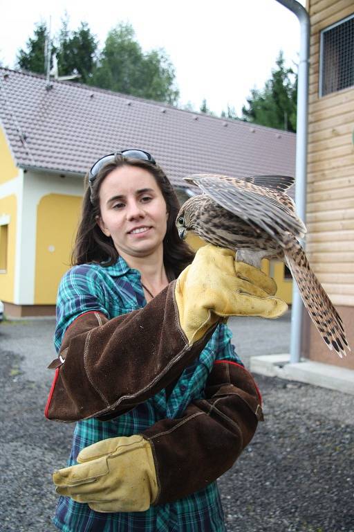 Bez jednoho dne měsíc se o poraněné mládě poštolky starala Kristýna Falková.