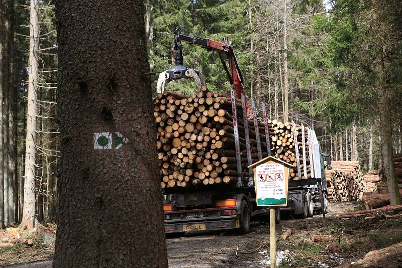 Správa NP Šumava uzavřela dvě turistické trasy. Důvodem je trvající zpracovávání polomového dříví po větrných bouřích z loňského roku.