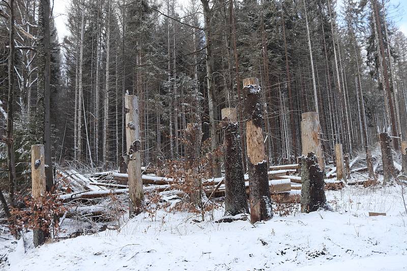 Vstup do lesů na Lenorsku je nebezpečný. Správci Národního parku Šumava proto vydali zákaz. Musejí odklidit vichřicí popadané stromy.