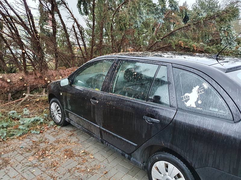 Spadlý strom v Husinecké ulici.