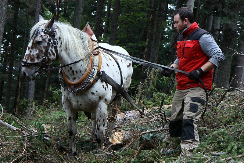 Mladí bratři Foistovi přibližují dřevo v lesích na Šumavě u Hamrů s koňmi.