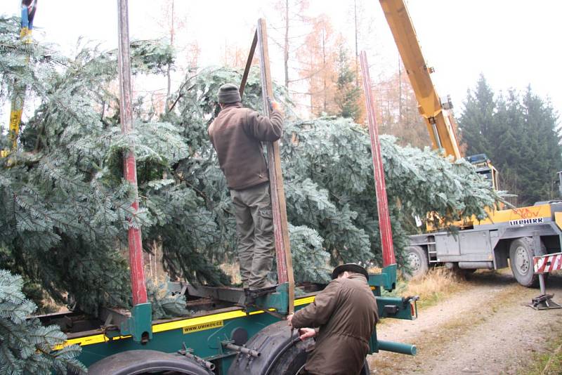 Ještě doladit poslední usazení na návěs a strom může vyrazit do centra Prachatic.