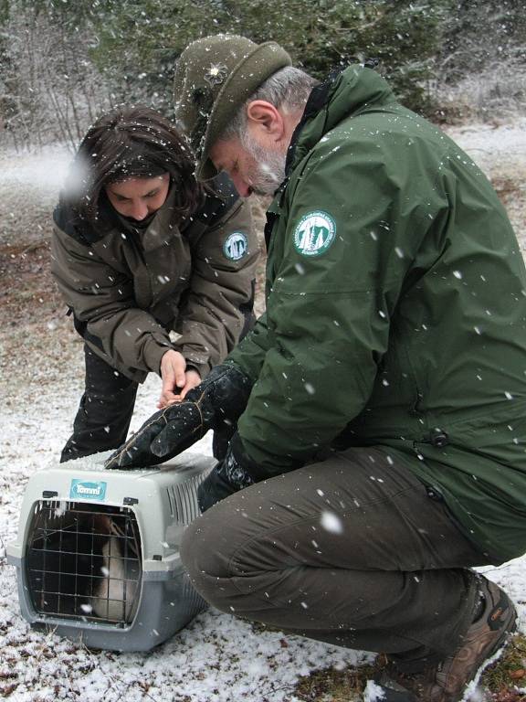 Pracovníci Správy NP Šumava ze stanice handicapovaných zvířat v Klášterci Petr Juha a Kristýna Falková vypustili ve čtvrtek 24. března do volné přírody letos prvního nalezeného opeřence, kterým je potápka roháč.