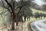 Nové aleje ovocných stromů si mohou všimnout řidiči v okolí silnice z Osek do Prachatic.