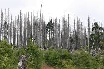 Národní park Šumava, ilustrační foto