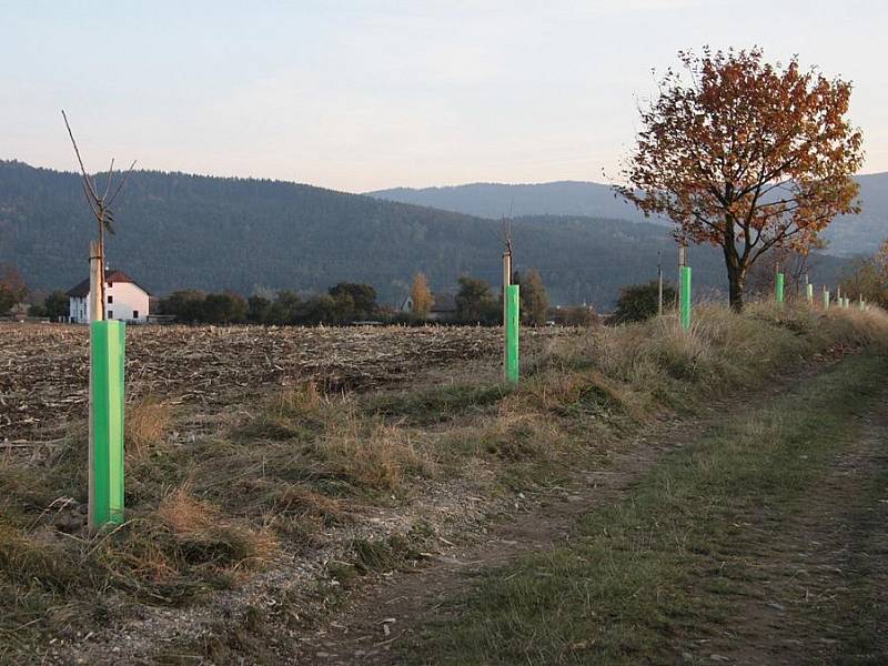 Alej v pošumavské přírodě vysadili vimperští ochránci.