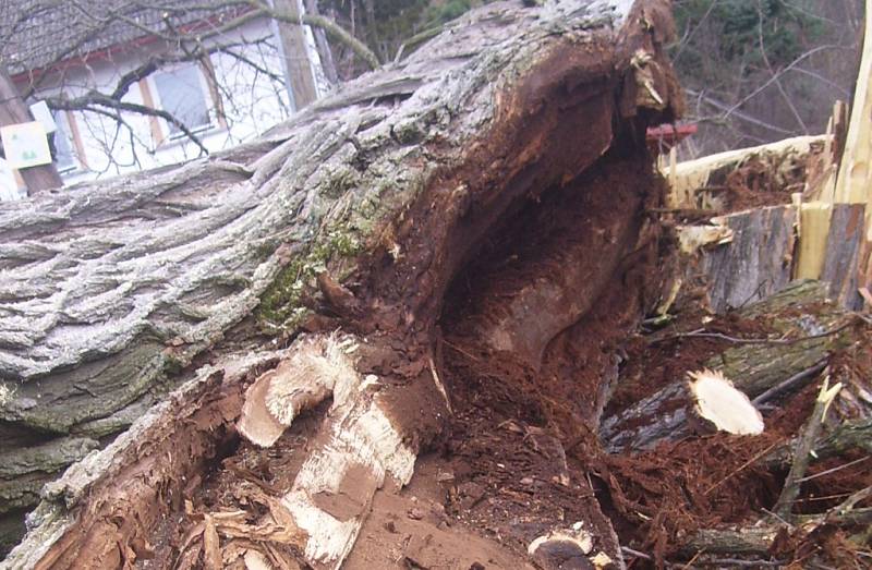 Starý akát v Putkově padl na konci března, ještě v době vegetačního klidu.