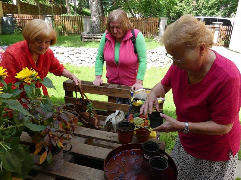 Příznivci SeniorPointu v Prachaticích sázeli i seli semínka slunečnic, aby si připomněli den s roztroušenou sklerózou.