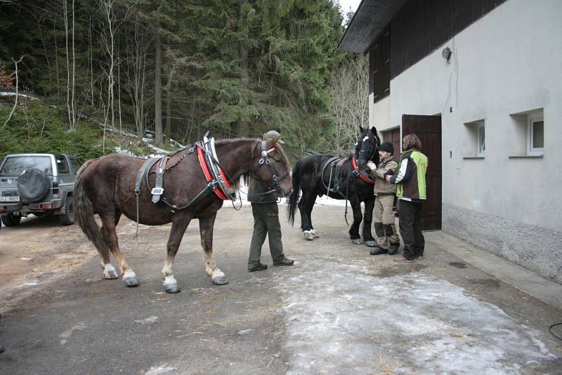 Chladnokrevné koně se snaží Správa NP a CHKO Šumava opět vrátit na Šumavu.