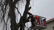 Prachatičtí profesionální hasiči v pátek dopoledne káceli strom u bývalé polikliniky.
