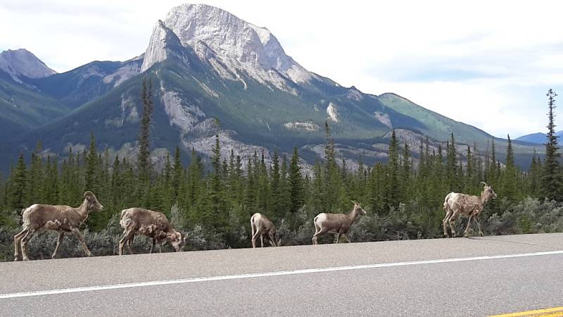 Mount Robson Park