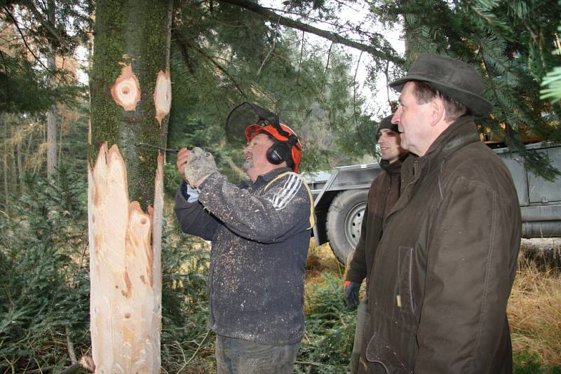 Více než metr a půl spodní části kmene vánočního stromu zmizí v šachtě, zatím je průměr pořád ještě velký.