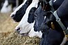 Mlékárenský gigant: Vysočina vyprodukovala nejvíce mléka v republice