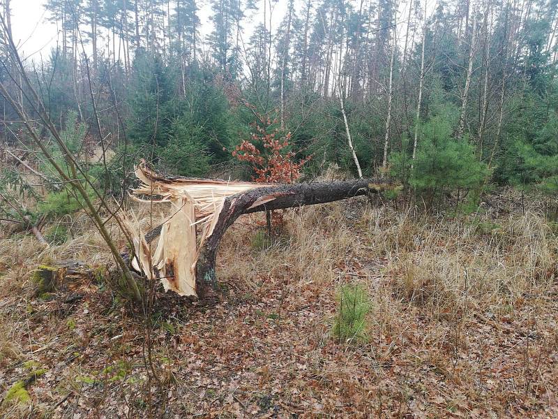 Popadané stromy na Netolicku.