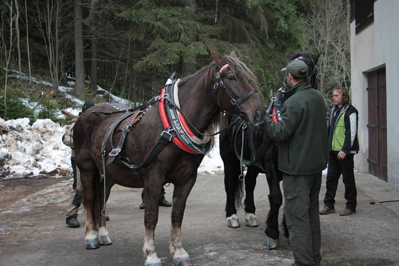 Chladnokrevné koně se snaží Správa NP a CHKO Šumava opět vrátit na Šumavu.