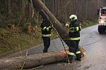 Spadlé stromy u obce Ločenice na Českobudějovicku.