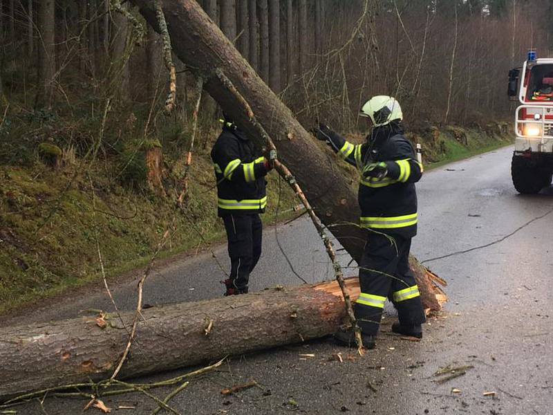 Spadlé stromy u obce Ločenice na Českobudějovicku.