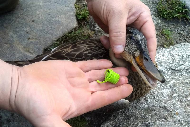 Kachna z Prášilského jezera a víčko, které ji mohlo bez pomoci zabít.