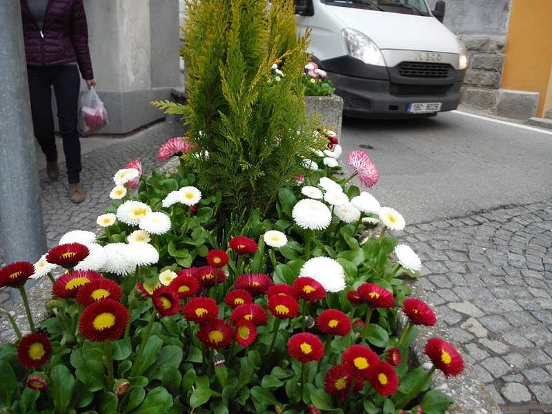 Desítky květinek zdobí v těchto dnech vimperské ulici.