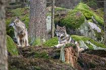 Tyto krásné vlky najdete v návštěvnickém centru národního parku v Srní. Žijí tu v uzavřeném výběhu. Spatřit vlka žijícího volně je velkou vzácností.