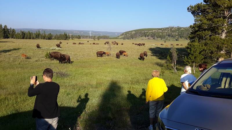 Uvítání máme zcela opravdu grandiózní. U cesty se pase stádo bizonů.
