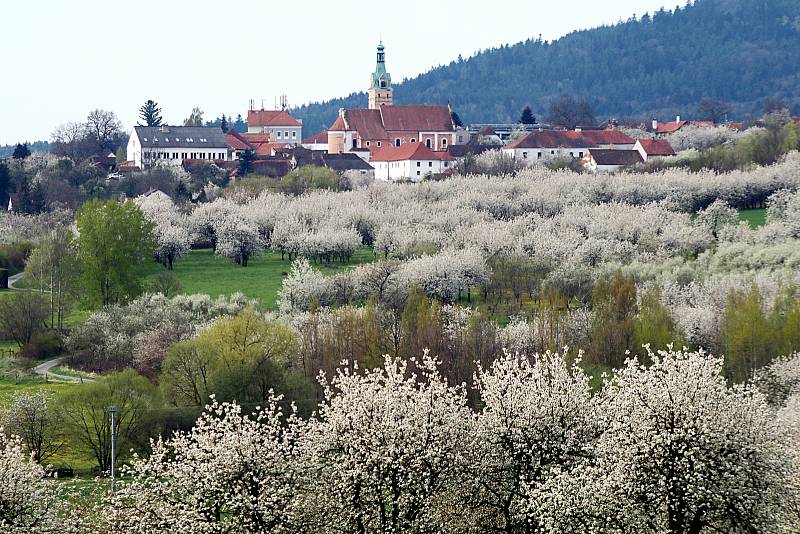 Rozkvetlé Lhenice těchto dní.