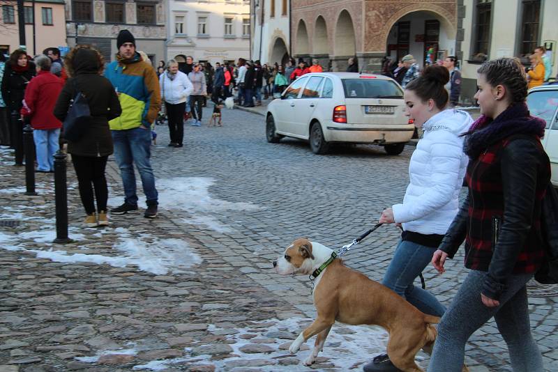 Hromadné venčení psů na prachatickém Velkém náměstí.