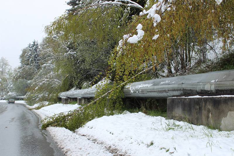 Husté noční a ranní sněžení způsobilo na Prachaticku místa kalamitní stav. Těžký sníh lámal větvě i stromy. Následné výpadky proudu působily problémy v obchodech i na úřadech.