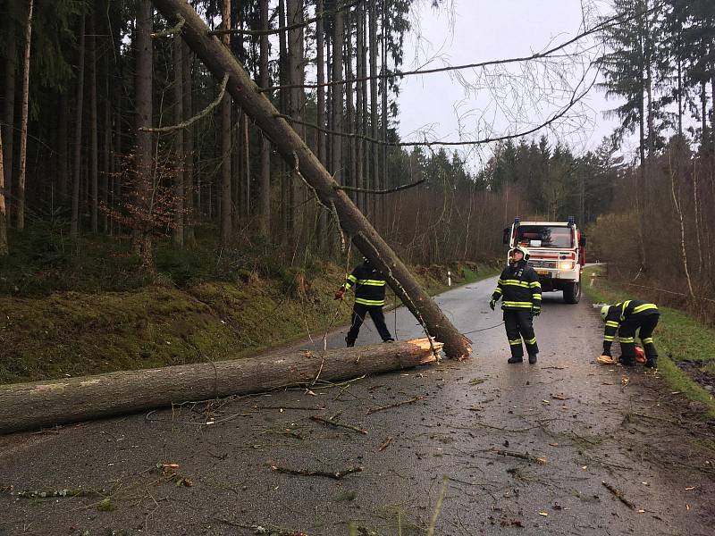 Spadlé stromy u obce Ločenice na Českobudějovicku.