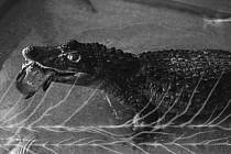 Krokodýl Venda, který léta žil v prachatické kotelně, byl nakonec Vendula a odstěhoval se k majiteli krokodýlího zoo v Protivíně.