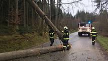 Spadlé stromy u obce Ločenice na Českobudějovicku.