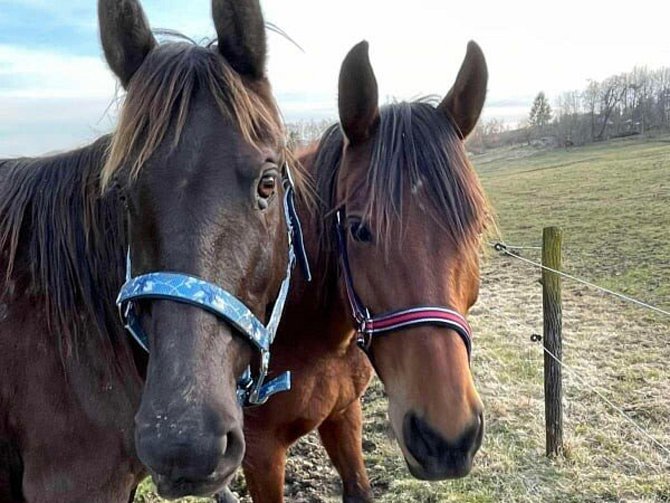 Koně, kterým úřad našel nový domov.