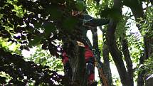 V pondělí začali pracovníci odborné firmy s kácením stromů ve Štěpánčině parku v Prachaticích.