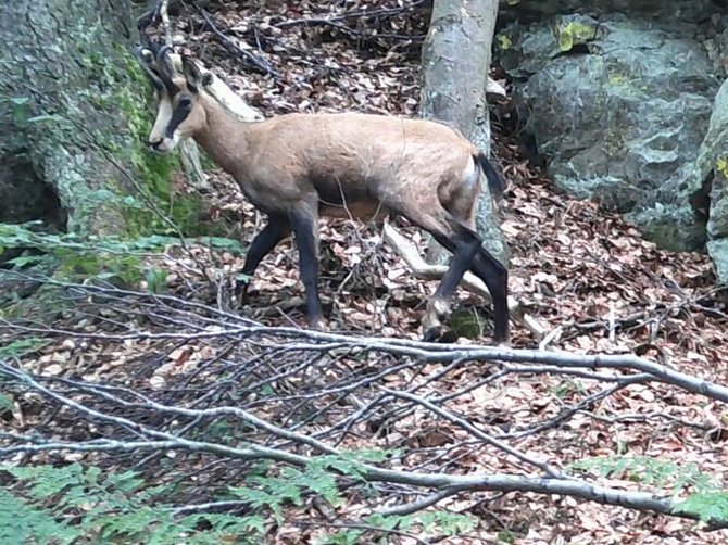 Kamzík, kterého zachytila loni v létě fotopast v lesích Libína.