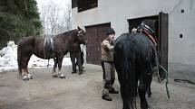 Chladnokrevné koně se snaží Správa NP a CHKO Šumava opět vrátit na Šumavu.