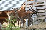 Návštěvnické centrum Správy NP Šumava v Kvildě dává možnost návštěvníkům nahlédnout do života jelena a rysa. Ilustrační foto