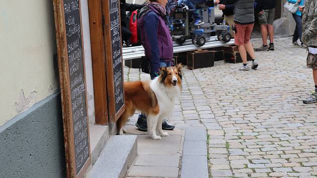 Natáčení filmu Lassie, vrať se v Prachaticích.