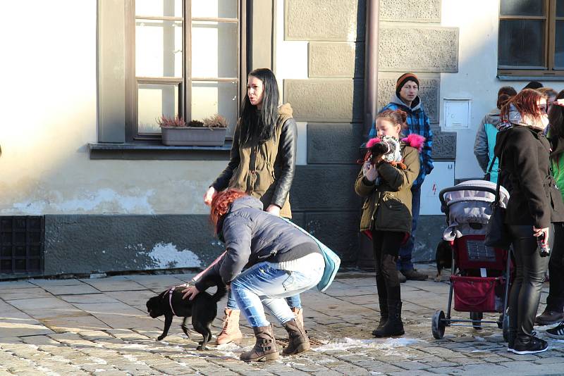 Hromadné venčení psů na prachatickém Velkém náměstí.