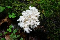 Dřevožijné houby - korálovec bukový.