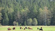 Ilustrační foto Šumava.