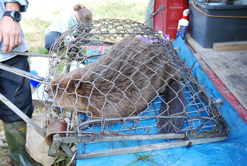 Dospělý bobr váží kolem 20 kilogramů.