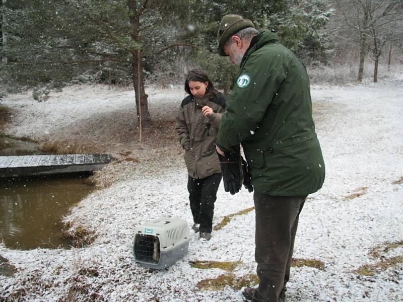 Pracovníci Správy NP Šumava ze stanice handicapovaných zvířat v Klášterci Petr Juha a Kristýna Falková vypustili ve čtvrtek 24. března do volné přírody letos prvního nalezeného opeřence, kterým je potápka roháč.